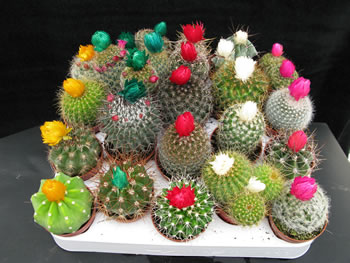 Cactus-con-flor