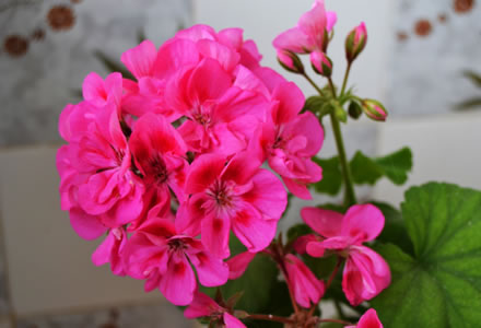 El geranio es una de las más preciosas y coloridas flores