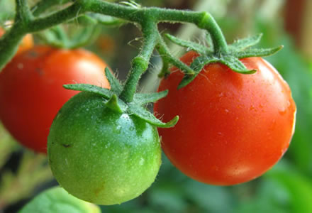 Guía de cultivo del Tomate