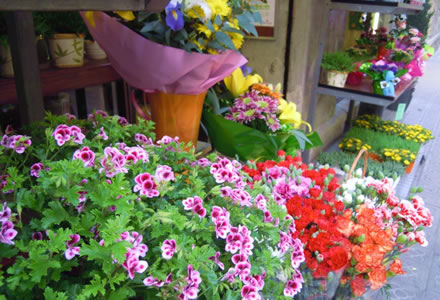 Plantas de interiores con flores 