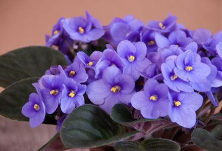La violeta africana, flores todo el año