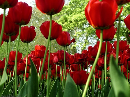 El origen de los colores de las flores | Blog y Noticias