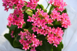 kalanchoe-rosa