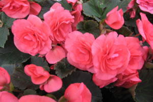 tuberous-solenia-rose